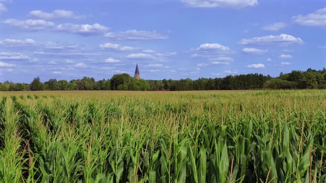 Gr&uuml;nes Maisfeld (Zea mays) im Sommer vor blauem Himmel, bei St. Ottilien, Eresing, Bayern, Deutschland