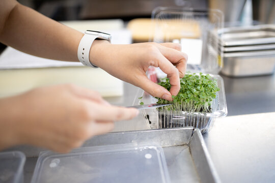 Chef Hands Cutting Fresh Organic Microgreens Vegetable in Plastic Container for Gourmet Garnishing Dish in Restaurant Kitchen