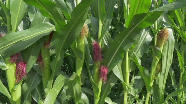 Gr&uuml;nes Maisfeld (Zea mays) im Sommer