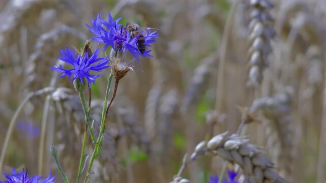 Kornblumen in einem Weizenfeld, Westliche Honigbiene (Apis mellifera) Insekten