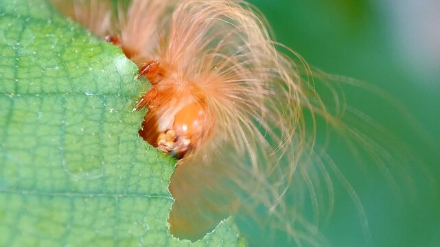 Macro footage of a fuzzy reddish brown moth caterpillar eating a green leaf. Detailed shot of a hairy caterpillar mandibles chewing on a leaf in wild nature with soft bokeh background.