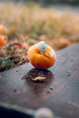 A white snail on an apricot. Snail on fruit. Snail destroying fruit. Pests on fruit. Snail pest © Luka