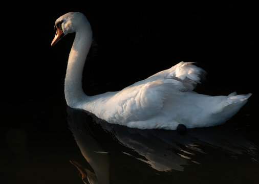 A close-up of a swan swimming in the water against a dark background.
