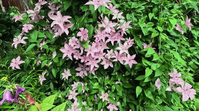 Pink clematis flowers blooming in summer garden, climbing plant.