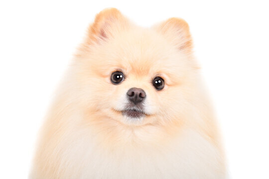 Cute Pomeranian Spitz, closeup, isolated on a white background