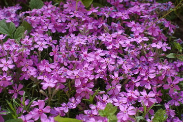 Fototapeta premium Pink flowers of phlox subulata in May