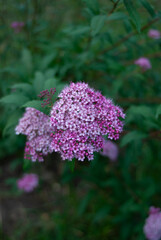 Obraz premium Spiraea japonica flower blooms in the garden