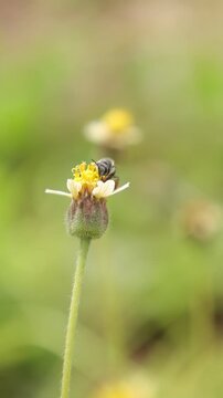 bee on flower