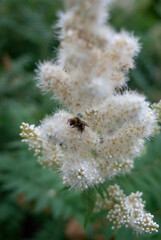 bumblebee collects nectar on a flower   © Natasha