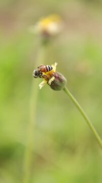 bee on flower