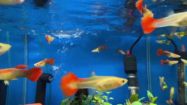 Colorful guppy fish with vibrant orange tails swimming in freshwater aquarium tank