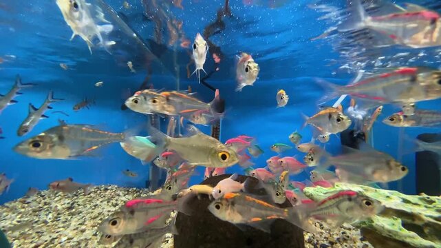 School of translucent colored glass tetra fish swimming in fresh water aquarium tank