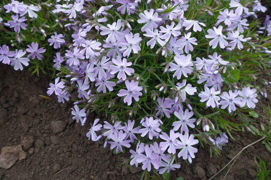 Numerous violet flowers of phlox subulata in April