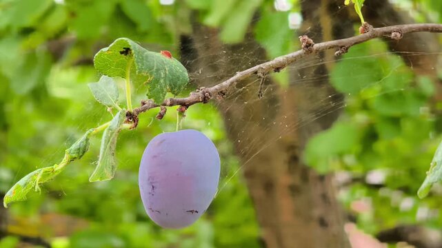 A macro video shot capturing a fresh, ripe purple plum hanging from a thin branch surrounded by delicate spiderwebs. The scene is set in an organic orchard with a soft, blurred green background on a b