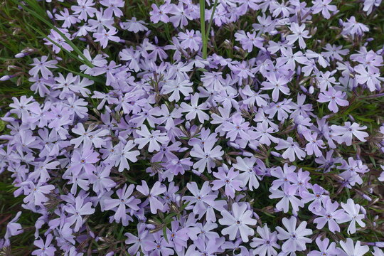 Numerous violet flowers of phlox subulata in April