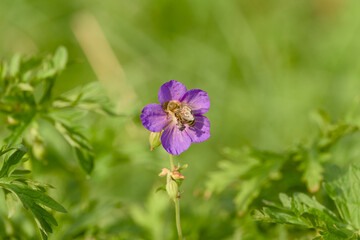 Honey bee collecting nectar from a purple wildflower in a summer meadow © in_colors