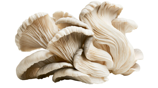 Cluster of Oyster Mushrooms with Creamy White Caps and Gills