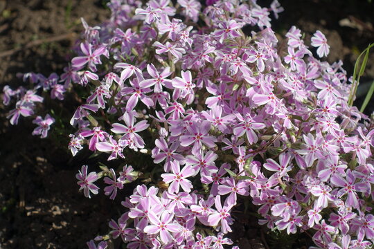 Pink and white striped flowers of phlox subulata Candy Stripe in May