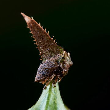 Spiny treehopper macro on plant tip