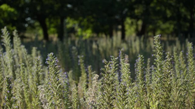 Viper's Bugloss (Echium vulgare) sway in field of Amsterdamse Waterleidingduinen