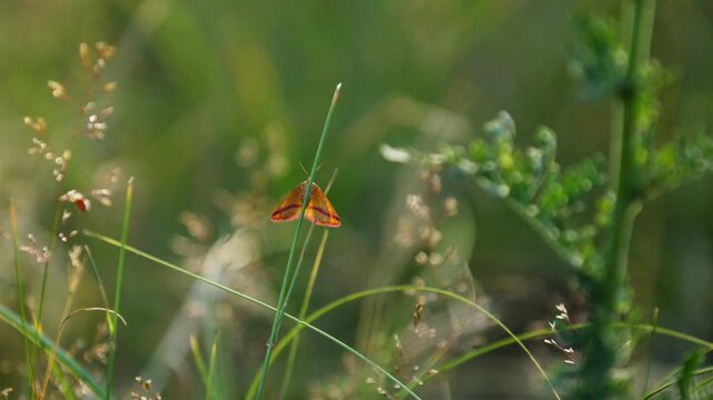 Natural beauty of Purple-Barred Yellow moth sitting on green stalk in lush field