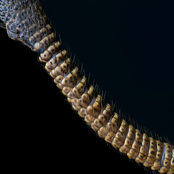 Textured Worm Macro on Dark Background