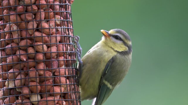 Young Blue Tit (Cyanistes Caeruleus) eating peanuts from a garden bird feeder. July, Kent, UK [Slow motion x4]