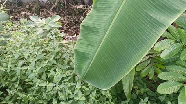 Close Up of Green Banana Leaf with Natural Veins
