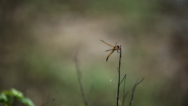 A detailed macro shot captures a dragonfly perched on a slender twig against a softly blurred green background. Gentle natural light highlights intricate wing details in serene outdoor setting.