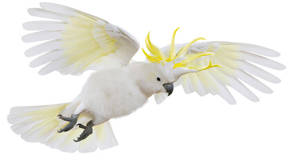 Sulphur-crested cockatoo in flight with yellow crest raised © Lysander