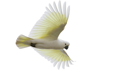 Sulphur-crested cockatoo in flight with wings spread © Lysander