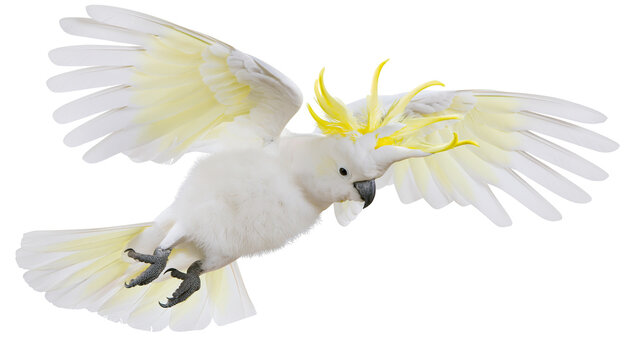 Sulphur-crested cockatoo in flight with yellow crest raised