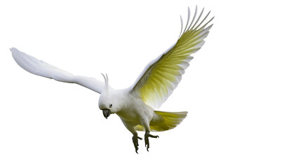 White cockatoo bird with yellow underwings flying © Lysander