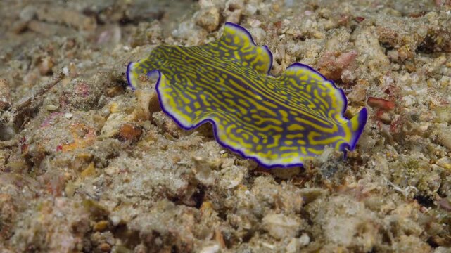 A brightly colored marine flatworm (Pseudoceros graviera) undulating over the sand. Yellow markings and purple outline. Filmed in Anilao, Philippines