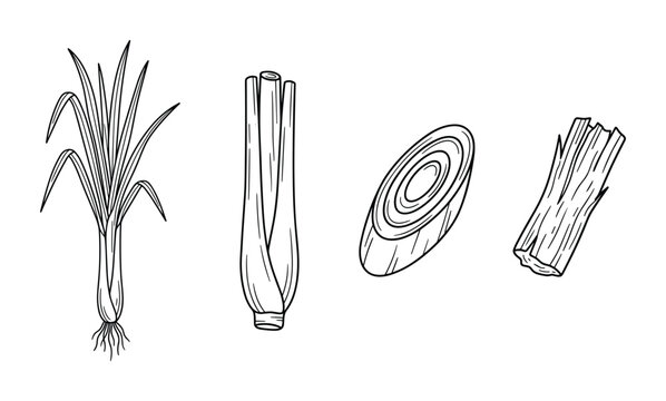 Lemongrass herbal plant sketch with slices and stalks vector