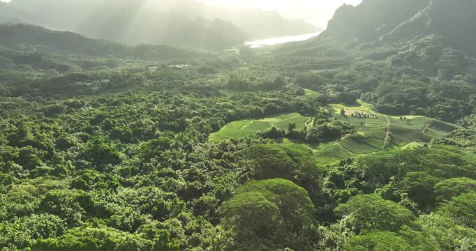 Dense jungle canopy blankets valley near 3 Pines clearing, terraced grassy fields bordering misty mountain ridge with coastline visible beyond in remote French Polynesia. Aerial drone wide shot
