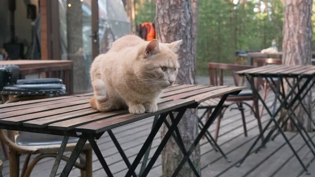 ginger cat sits on wooden table at forest ecocafe terrace twitching tail nervously. annoyed pet displays agitated body language in outdoor woodland environment. feline stress and behavior concept