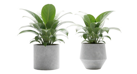 Fototapeta premium Two potted green plants with lush foliage