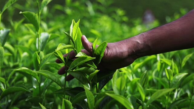 Man touching fresh tea leaves 4K video