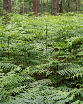 Lush green ferns grow in a dense forest under soft light during a calm afternoon in summer