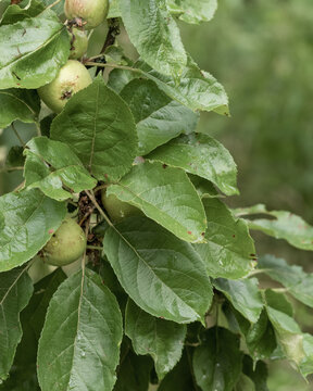 Fresh apple tree with green leaves and small apples growing in a garden during spring season