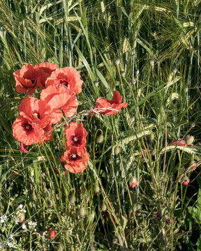 Red poppies blooming in green wheat field during summer