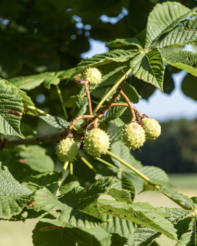 Horse chestnut tree branch with green prickly fruit ripening