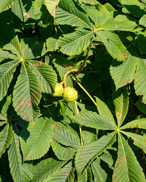 Horse chestnut tree displaying green leaves and young conkers