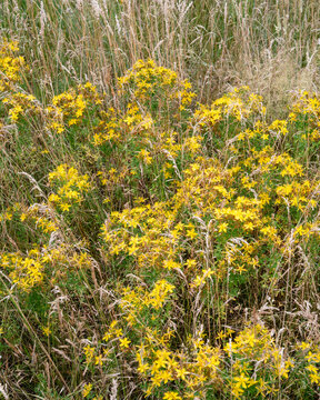 Wildflowers bloom St. Johns Wort (Hypericum perforatum) in a grassy field during sunny weather in summer