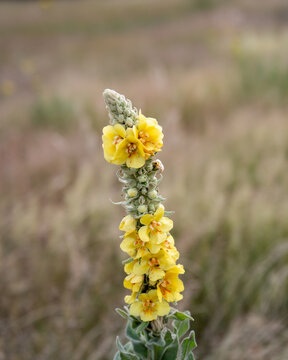 Yellow flowers bloom Mullein (Verbascum) on a tall stem in a field during a sunny day in late spring