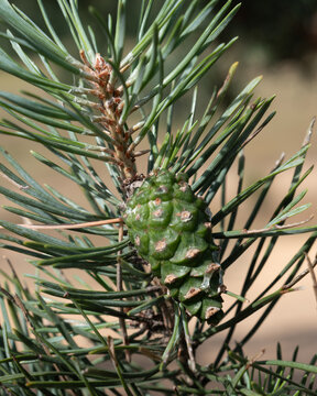 Pine cone grows on a branch in a forest during daytime sunlight in a natural setting