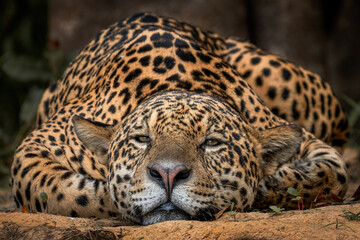 Fototapeta premium Jaguar - Panthera onca, beautiful large cat from South American forests, Pantanal, Brazil.