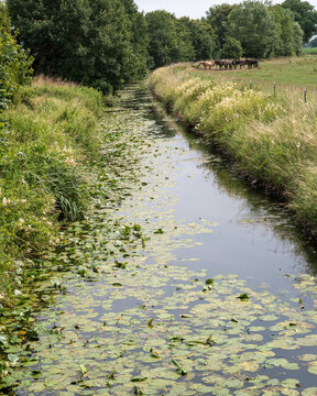 Lily pad covered waterway flows through grassy area while horses graze in a field in the background