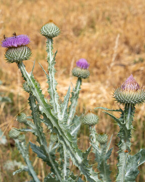 Wild thistle plants growing in a field with dry grass and a few purple flowers in the summer sun